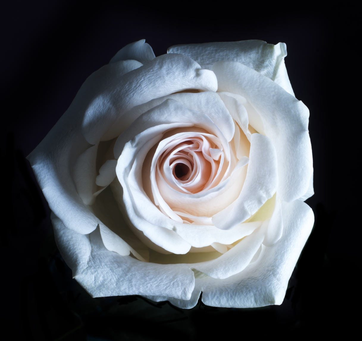 collections/white-rose-close-up.jpg